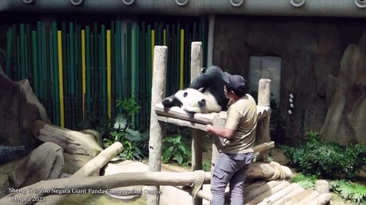 Giant Panda captivity life at zoo, watch and enjoy.