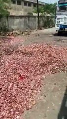 प्याज का बाजार भाव आज जबलपुर मंडी मध्य प्रदेश