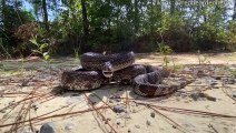Floride en Floride en menace de serpent de pin