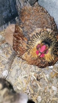 Le poulet devient une mère de substitution