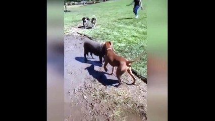 New Funny Videos 2023  Cutest Cats and Dogs  Part 71