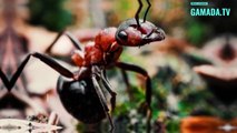The community of Ants: how workers organize themselves to do everything
