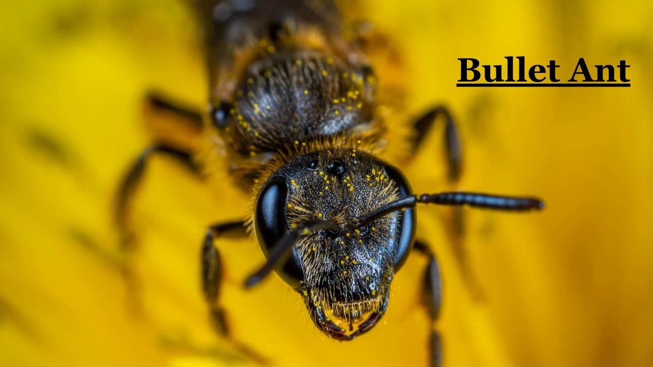 bullet-ant-video-dailymotion