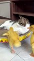 Ducklings and kittens cuddle and sleep. Cute and interesting animal video