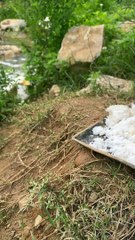 Ducks are big eaters.Cute and funny animal video