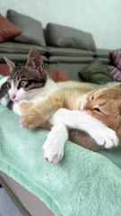 Two kittens cuddle and sleep.