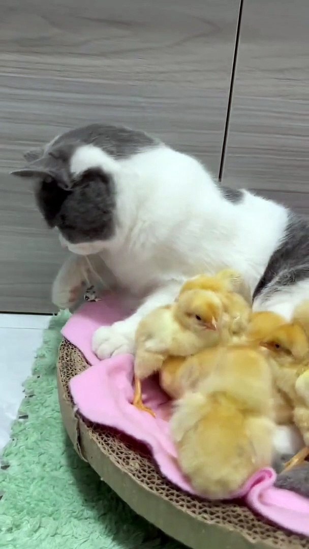⁣The kitten is taking care of the chicken.