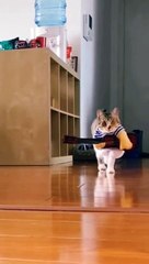 cat walk ramp  _ Funny cat Fashion Show