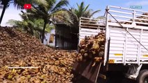 Vous ne croirez pas comment la noix de coco est produite et ce qui est fait avec de la noix de coco