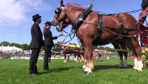 heavy horses at Devon Show 2023