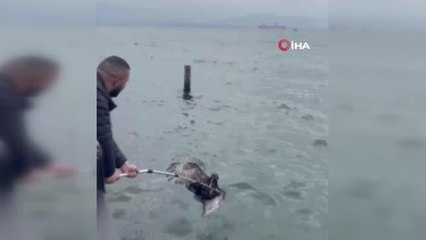 Denizde buldukları yırtıcı kuşu kafeste misafir ettiler