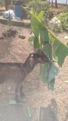 Cute Goat Eating Video