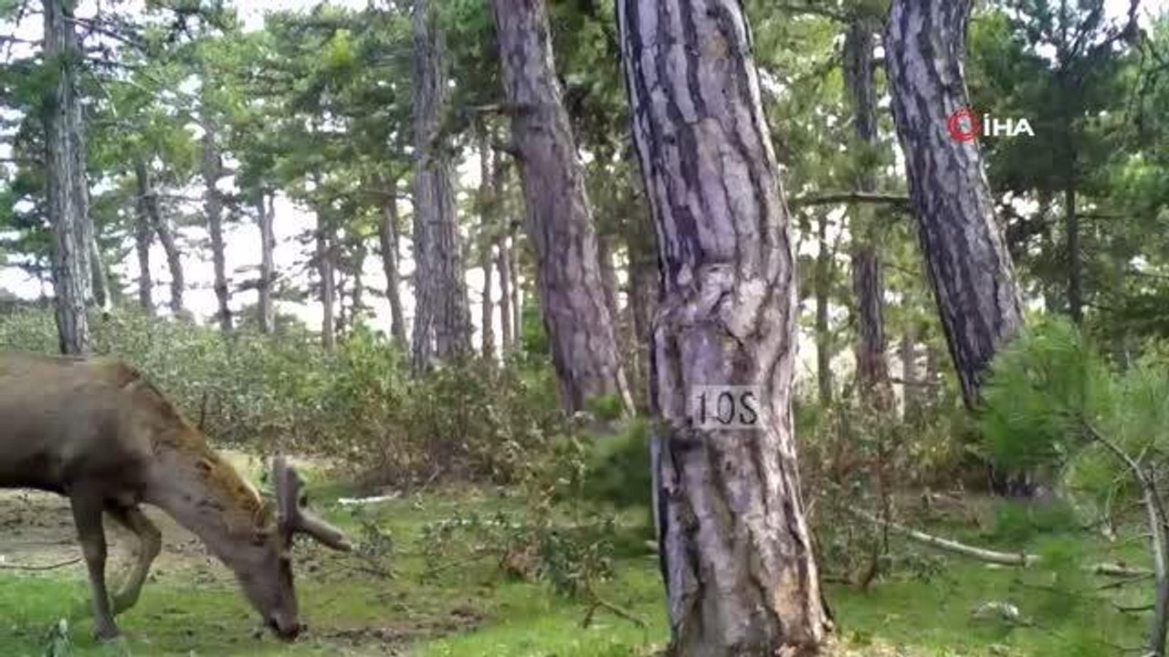 Denizli'de Fotokapanlara Takılan Görüntüler Belgeseli Aratmadı