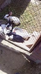 Aaj Subah Jab Main so kar Utha to khargoshon Ko Dekha