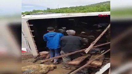 Devrilen TIR’daki 102 koyun ve keçi öldü