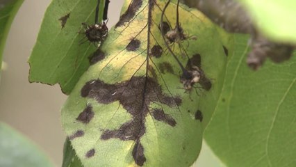 과수화상병 위기관리 단계 '주의' → '경계' 격상 / YTN