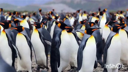 Penguin Viral Dance 🐧 Watch Nature & Animal Videos - thumbnail