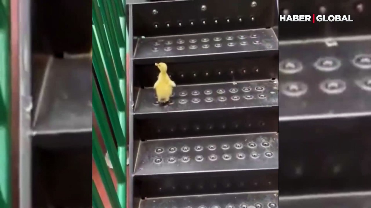 Civcivden beklenmedik hareket izlenme rekorları kırdı