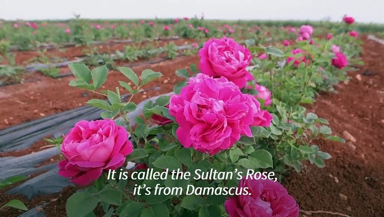 Cultivating roses in Syria's Idlib province