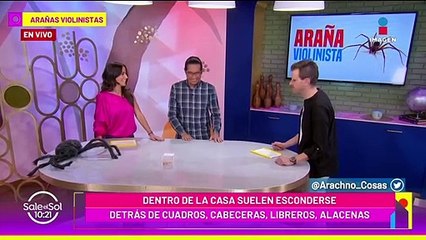 ¿Cómo identificar a la Araña Violinista y qué hacer ante su mordedura?