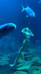 Beaucoup de petites filles en ont rêvé, Claire la Sirène - First French Mermaid Performer l’a fait ! En devenant sirène professionnelle, Claire a fait de son rêve un véritable métier. Pour Lou, elle nous a ouvert les portes de son monde. 