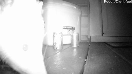 Possum Plunders boit la nuit