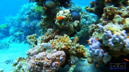 Underwater relaxing  - Red Sea, Israel  - Marine Monday _♀️_♂️ [4K] part 5