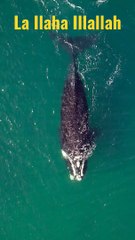 %23Kalma_Shareef_-_La_Ilaha_Illallah.......%23Youtube%23Shorts%23_Shorts_with_lyrics%23(720p)