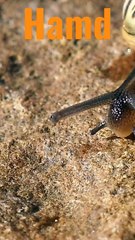 %23Hamd_-_Allah_Bohat_Bara_He....%23Shorts%23Shorts_with_lyrics%23Youtube%23(480p)