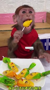 Monkey Eating Candy | Monkey Funny Moments | Animals Funny Moments | Cute Pets | Funny Animals #pets