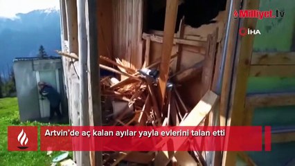 Aç kalan ayılar yayla evlerini talan etti