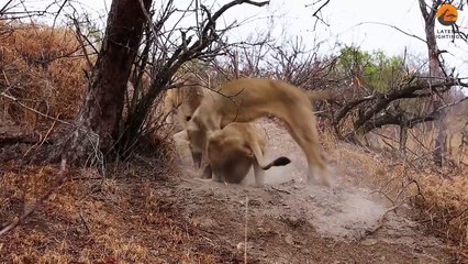 Lions Play Tug of War with Warthog Trying to Escape