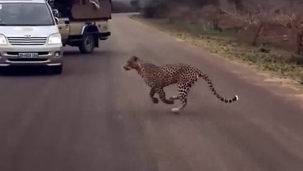 Animal video   nice video line video animals