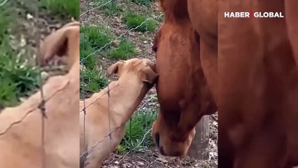 At ile köpeğin birbirine olan sevgisi viral oldu