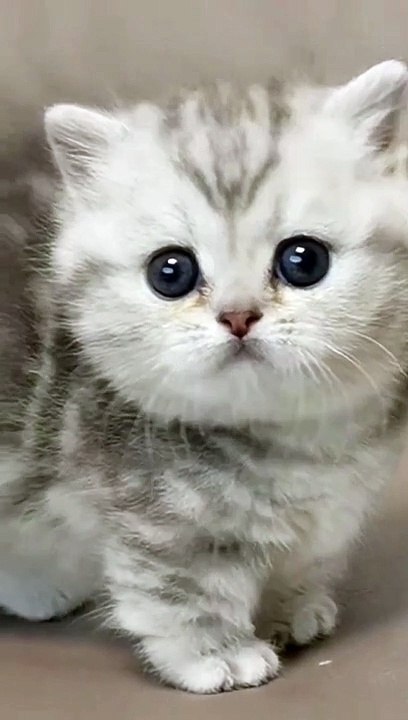 Animal Short Video