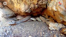 Double Fanged Rattlesnake!