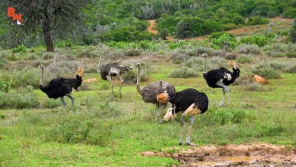 teeny tiny OWL! (o)v(o)