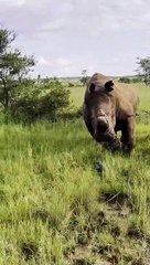 Rhino charges car down the road