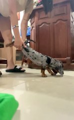 Tiny Dachshund Doing Yoga Poses