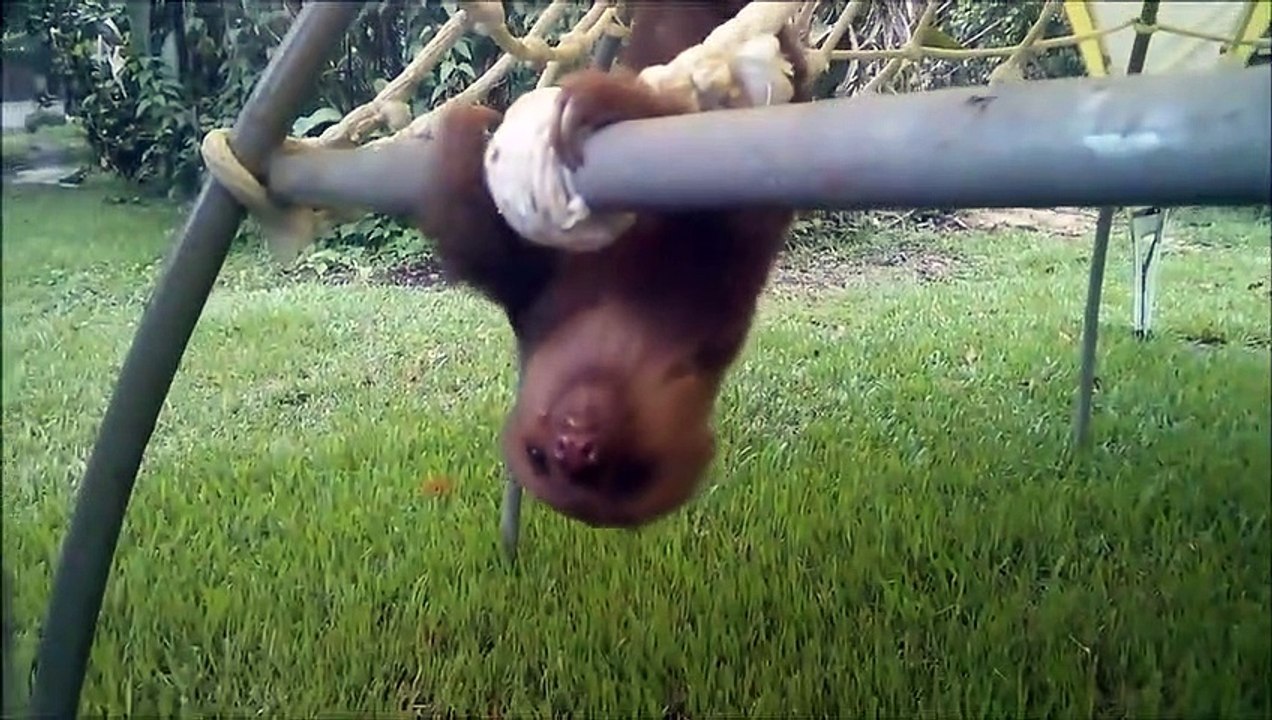 Epic Baby Sloths: The Ultimate Compilation of Hilarious Sloth Behavior