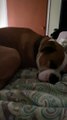 Dog's Snoring Sounds Cartoonish