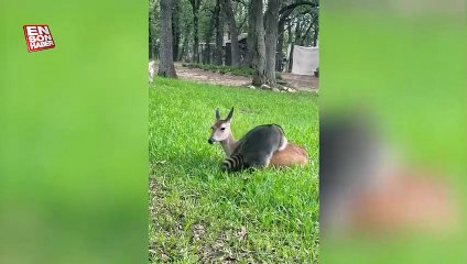 Rakun ve onun en iyi arkadaşı geyik