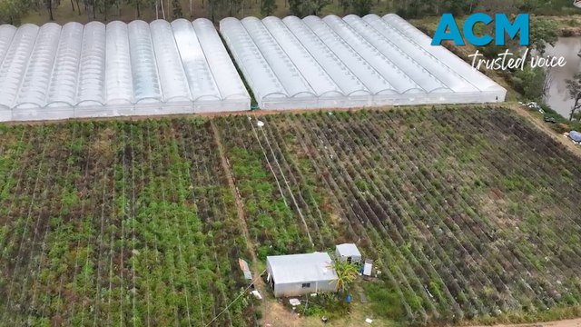 Massive $23 million cannabis crop seized in Queensland