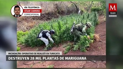 Elementos de la Guardia Nacional destruyeron más de 28 mil plantas de mariguana en Michoacán