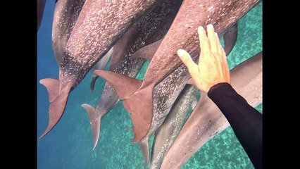 A Pretty Pod of Dolphins