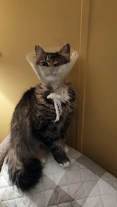 No Baths For Sammie