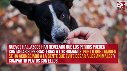 Especialistas instan a evitar que las mascotas laman la cara de las personas