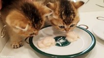 I WANT to EAT❗ _British Shorthair kittens _ asmr