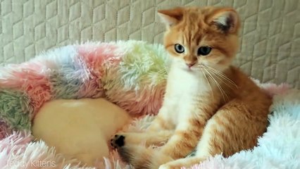 It’s good when you have a friend _ Cute kitten Kisses a Bunny