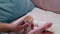 I RESCUING a newborn KITTEN who cannot drink his mother's milk